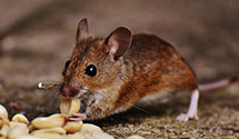 24 Hour & Emergency Exterminators in Tallassee, TN